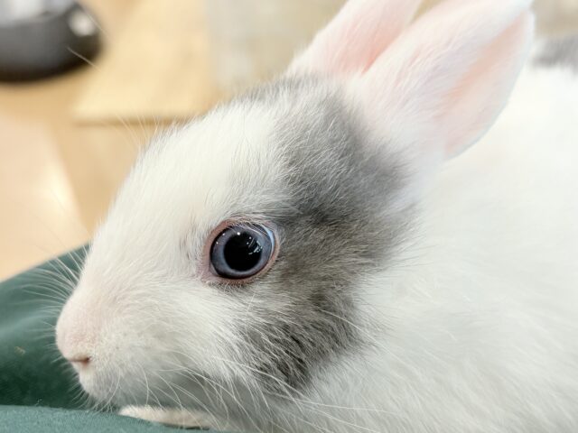 ミニウサギ