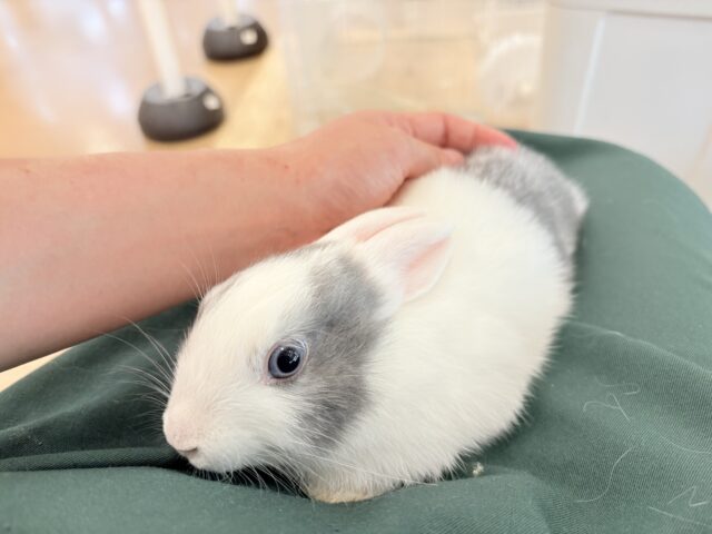 ミニウサギ