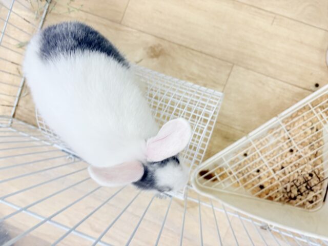 ミニウサギ