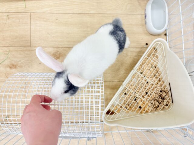 ミニウサギ