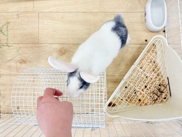 ミニウサギ