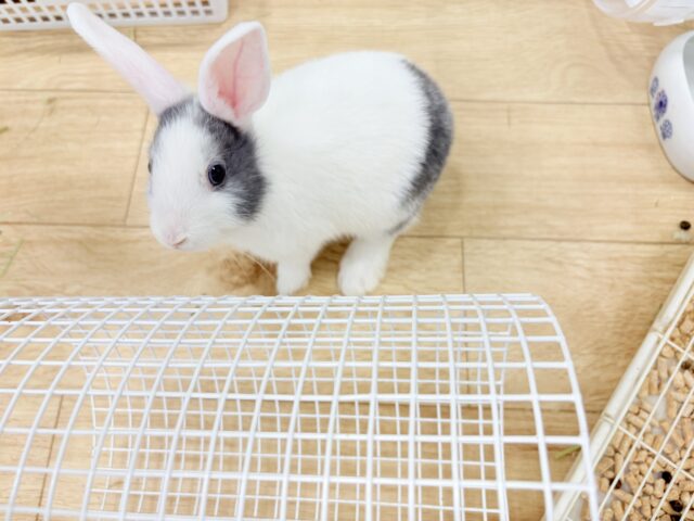 ミニウサギ