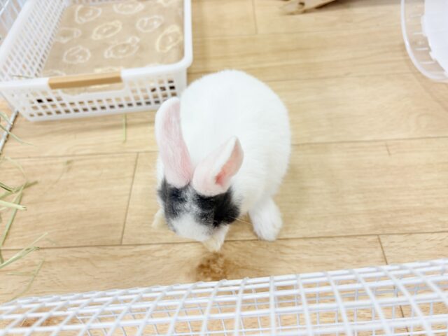 ミニウサギ