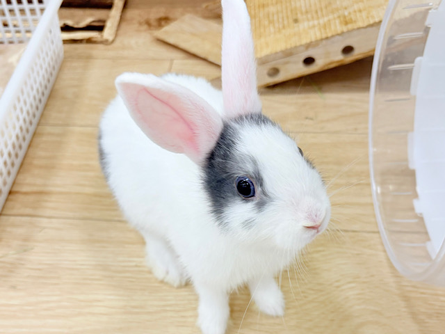 【最新画像更新🪄】外国人風🫧美人うさぴょん🐰🍬ミニウサギ 女の子