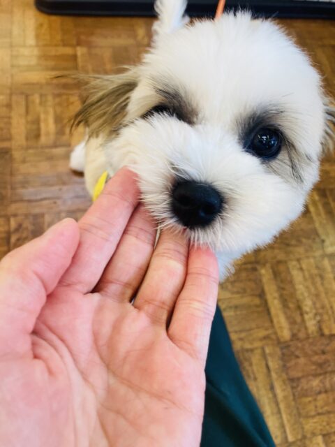 マルシーズ