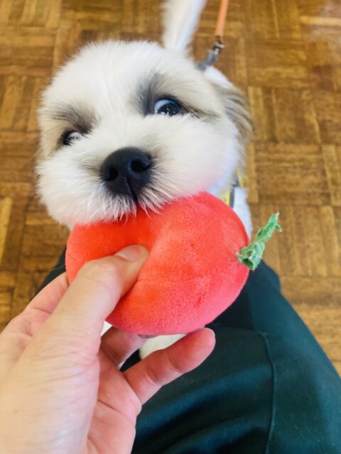 マルシーズ