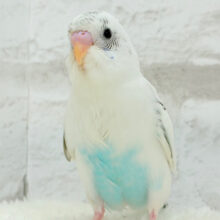 【最新画像更新🪄】ちょっと動かないでっ　ポジションとりが上手☆彡　セキセイインコ　白ハルクイン～～