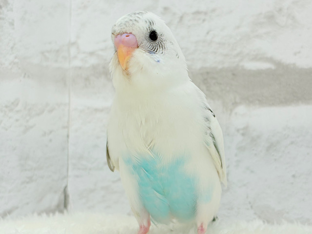 【最新画像更新🪄】ちょっと動かないでっ　ポジションとりが上手☆彡　セキセイインコ　白ハルクイン～～