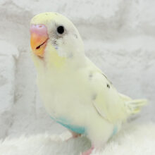 【最新画像更新🪄】まろやか、まったりーー　セキセイインコ　クリームハルクイン〜〜