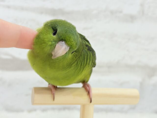 サザナミインコ
