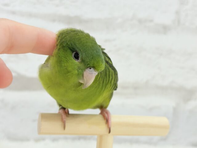 サザナミインコ