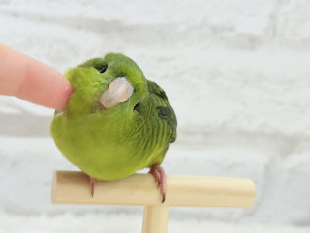 サザナミインコ
