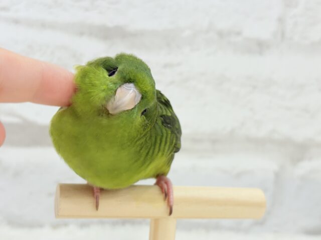 サザナミインコ