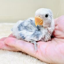 可愛さアイドル級💙🤍コザクラインコ（バイオレットパイド）ヒナ
