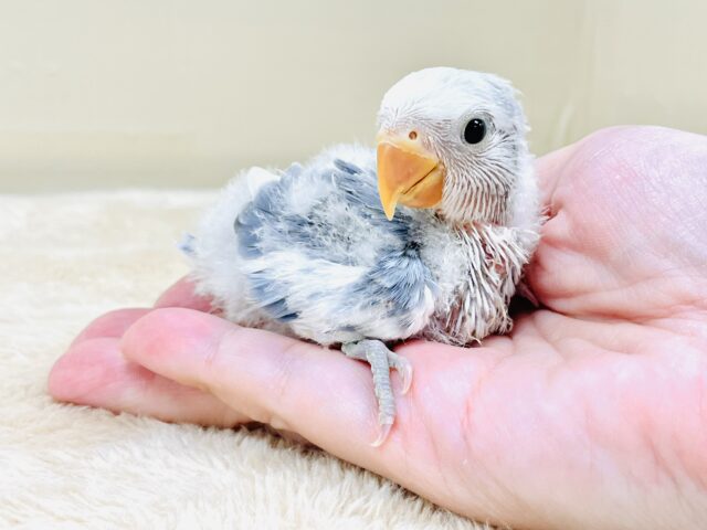 可愛さアイドル級💙🤍コザクラインコ（バイオレットパイド）ヒナ