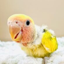 愛嬌たっぷり💛カラフルなコザクラインコちゃん（タイガーチェリー）ヒナ