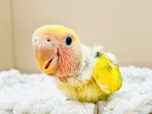 愛嬌たっぷり💛カラフルなコザクラインコちゃん（タイガーチェリー）ヒナ