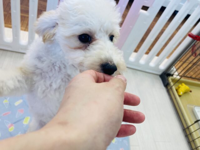 トイプードル