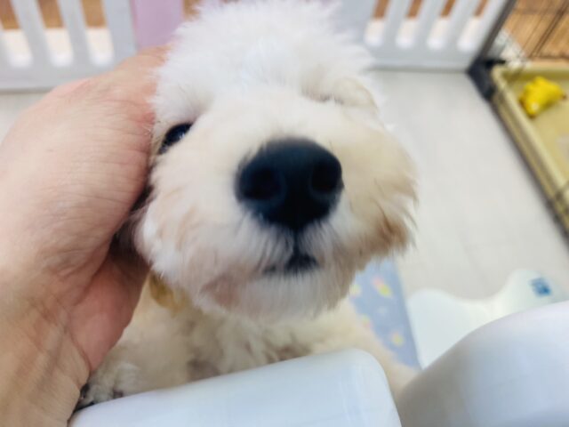 トイプードル
