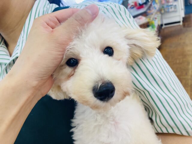 トイプードル