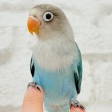 【最新画像更新🪄】おめめくりくり‪☆紺碧ブルー💙ブルーボタンインコ ヒナ