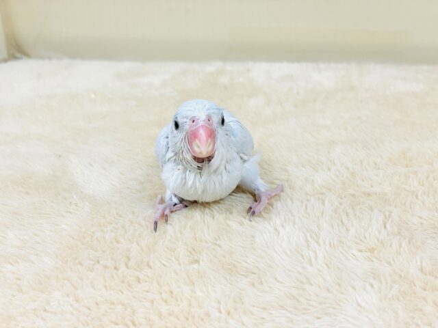 マメルリハ