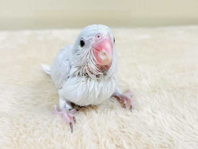 マメルリハ
