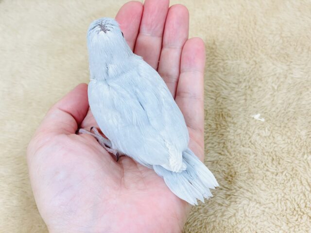 マメルリハ