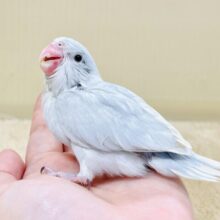 ちびっこマメたん🩵やってきたよ！マメルリハ（アメリカンホワイト）ヒナ
