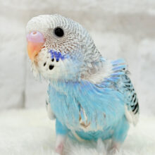【最新画像更新🪄】楽しそうなことが　待ってるんだってさ♪　セキセイインコ　パイド～～
