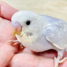 ふんわり ゆめかわ🩷🩵セキセイインコ（ライラック）ヒナ
