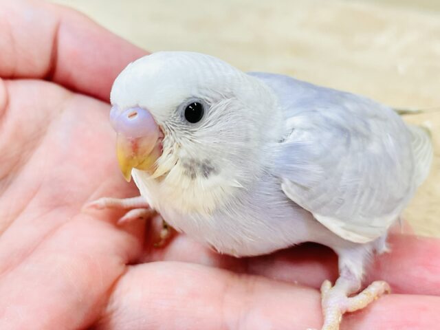 ふんわり ゆめかわ🩷🩵セキセイインコ（ライラック）ヒナ