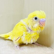 爽やかなレモネードカラー💛セキセイインコ（ダブルファクター）ヒナ