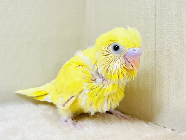 爽やかなレモネードカラー💛セキセイインコ（ダブルファクター）ヒナ