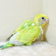 ちょっぴり恥ずかしがりや🫣💕なセキセイインコちゃん（スパングル）ヒナ