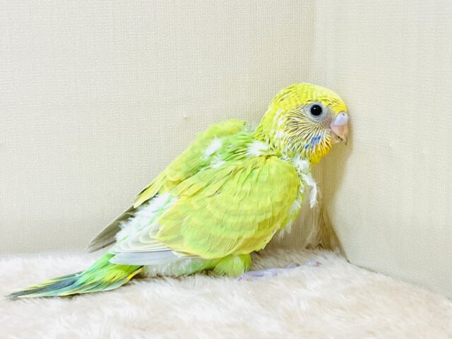 ちょっぴり恥ずかしがりや🫣💕なセキセイインコちゃん（スパングル）ヒナ