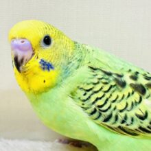 まんまるおめめで見つめちゃうよ💚セキセイインコ （オパーリン）ヒナ