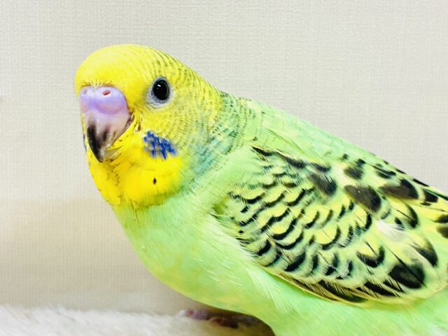まんまるおめめで見つめちゃうよ💚セキセイインコ （オパーリン）ヒナ