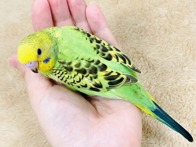 セキセイインコ