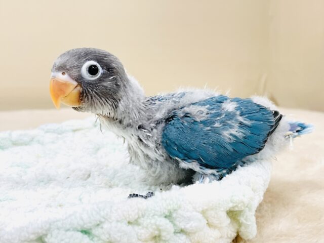 ブルーボタンインコ