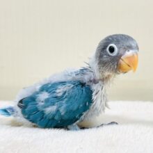 どこから見ても可愛い💙ブルーボタンインコ（ヒナ）