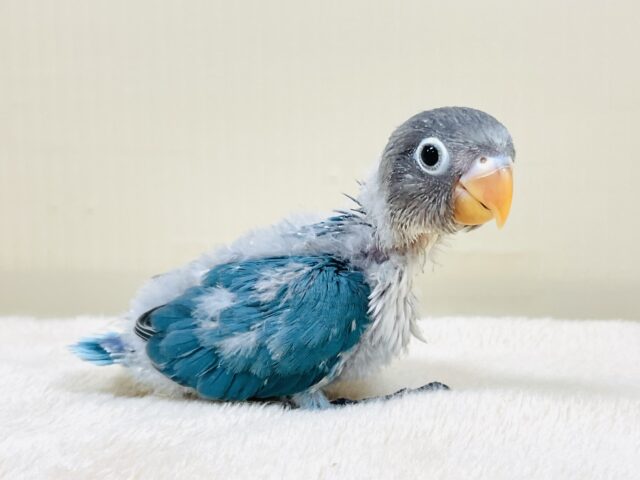 どこから見ても可愛い💙ブルーボタンインコ（ヒナ）
