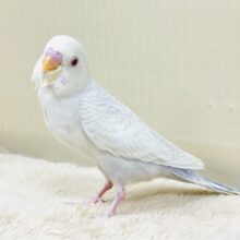 どこから見ても美しすぎます✨️セキセイインコ（ファロー）ヒナ