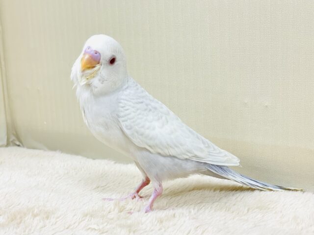 どこから見ても美しすぎます✨️セキセイインコ（ファロー）ヒナ