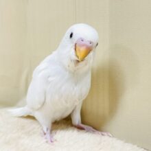 キリッと可愛い💕セキセイインコちゃん（ダブルファクター）ヒナ