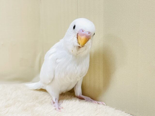 キリッと可愛い💕セキセイインコちゃん（ダブルファクター）ヒナ