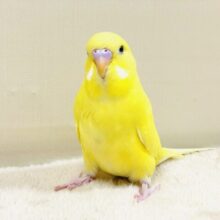 キラキラ輝く✨黄色いジャンボセキセイインコちゃん（ダブルファクター）ヒナ