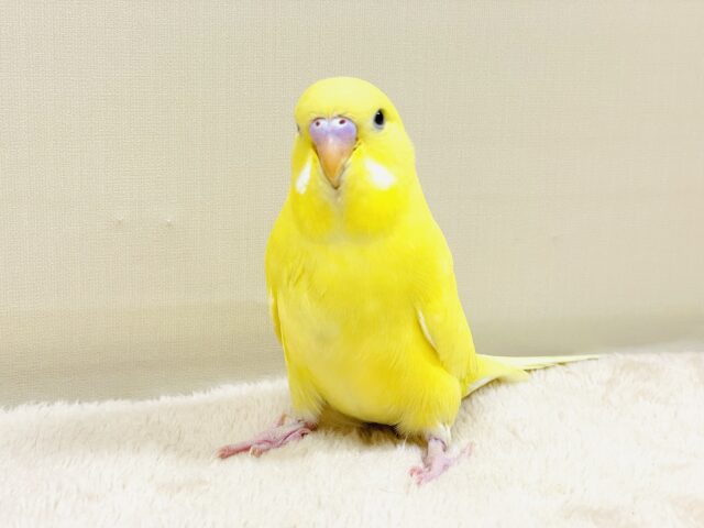 キラキラ輝く✨黄色いジャンボセキセイインコちゃん（ダブルファクター）ヒナ
