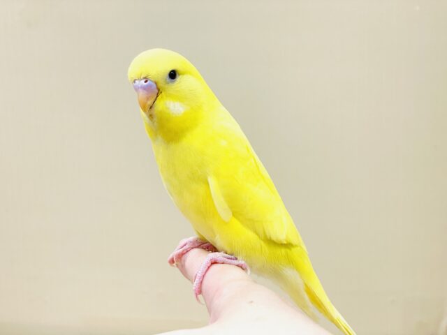 ジャンボセキセイインコ