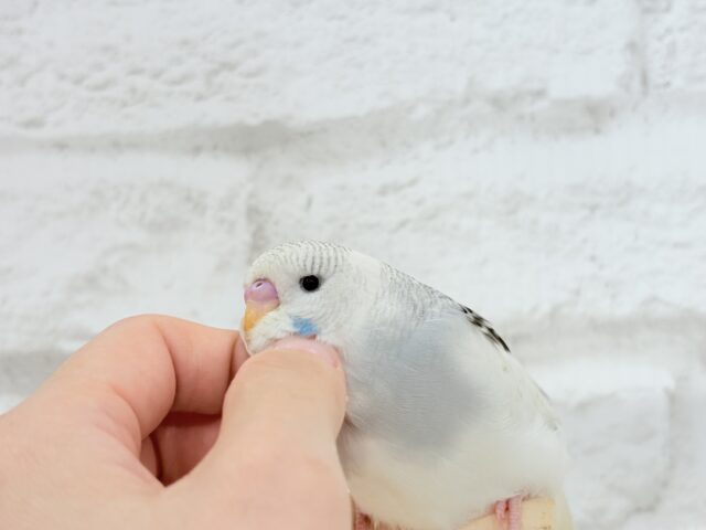 ジャンボセキセイインコ